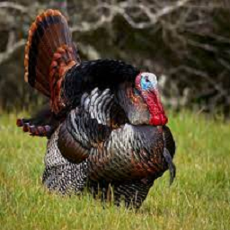 cock_gobblers-UltraRandomizer icon