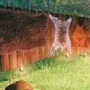 coemt-WallHide-1.0.0 icon