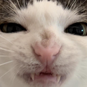 dickle-dickles icon