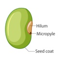 discohatesme-PeglinRNGSeeding-0.0.3 icon