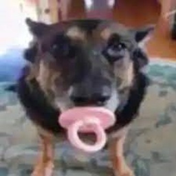 dogwithpacifier-dogwithpacifier_soundpack icon