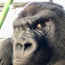 goriler-GorilerPain icon