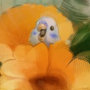 ilkankus-Birds_Modlist icon