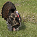 jerry-Turkey_Hunt-0.2.24 icon