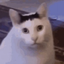 jt_and_mer-Huh_Cat_Coilhead-1.0.0 icon