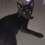 kezzy-modpack_kittykez-1.0.0 icon
