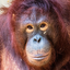 kroissant-MoreSuits_Orangutan-1.0.0 icon