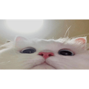 mattipoo-REPOussy-1.4.0 icon