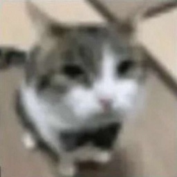meowx3-Meow_x3 icon