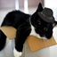 mr_hat-HatLib-0.0.3 icon