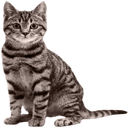 mychenik-shpak icon