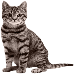 mychenik-shpak icon