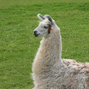 nwesterhausen-LlamaForgeCollective_modpack-3.0.0 icon