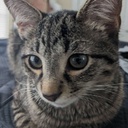 ody-ody_pack icon