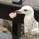 ohnodazi-denture_clap-1.0.1 icon