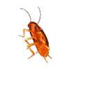oi-Ricola icon