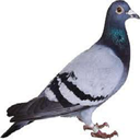 pikpleyers-Funny_Moder icon