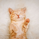 raccstar-meow_fck_out_the_way_ icon