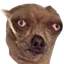 roomsquad-DumbVids-1.0.0 icon
