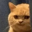 skelobite-Posters_of_Cats_and_More-1.0.3 icon