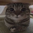 tash-SillyLittleModpack icon