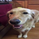 thedogteamidk-ThereAreDogs-1.0.2 icon