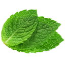 wellme-Mint_tea-0.1.3 icon